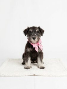 Miniature Schnauzer puppy