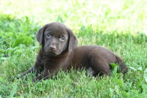 Labrador Retriever puppy