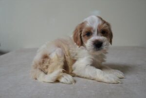 Miniature Goldendoodle puppy