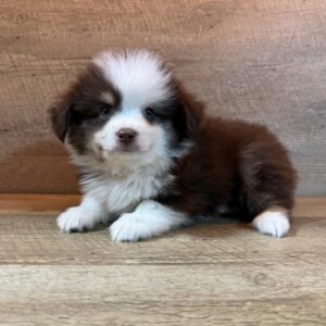 Miniature Australian Shepherd puppy