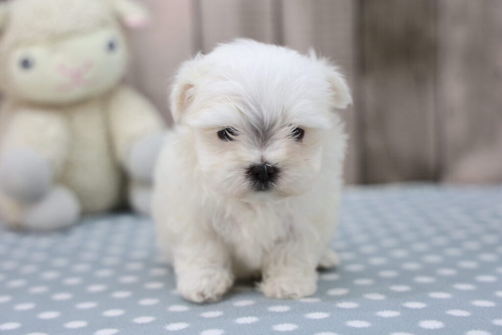 Rascal