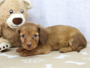 Miniature Dachshund puppy