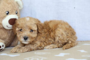 Toy Goldendoodle puppy