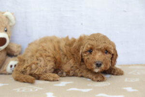 Toy Goldendoodle puppy