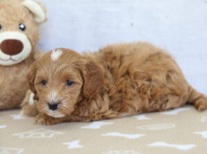 Toy Goldendoodle puppy