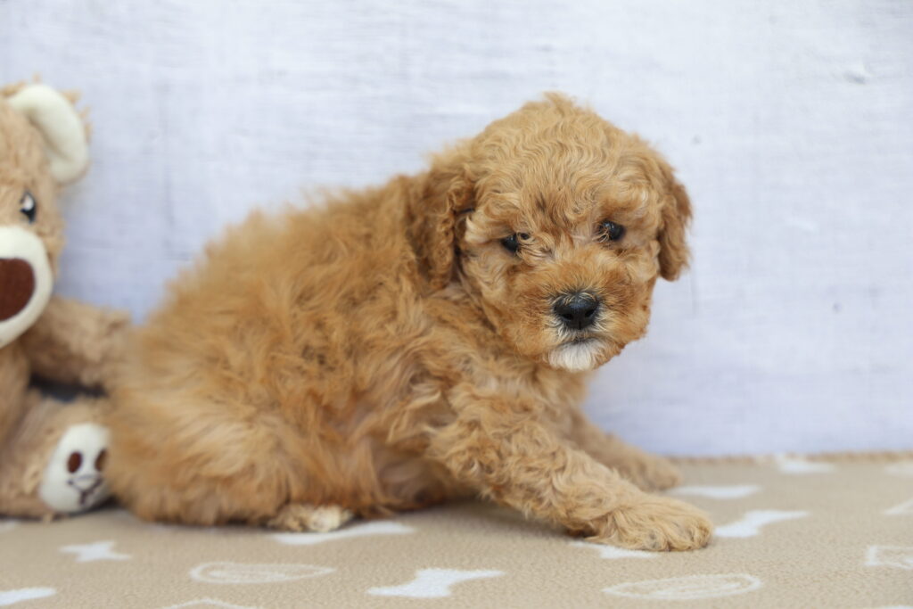 Willow