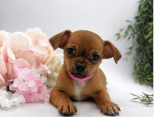 Chihuahua puppy