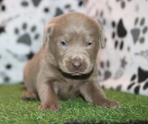 Labrador Retriever puppy