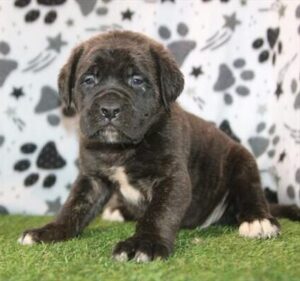 English Mastiff puppy
