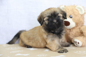 Lhasa Apso puppy