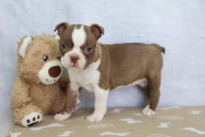 Boston Terrier puppy