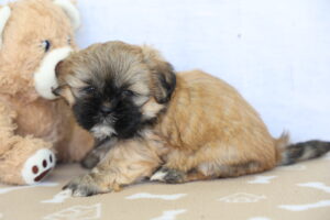 ShihApso puppy