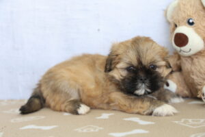 ShihApso puppy