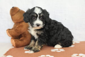 Miniature Bernadoodle puppy