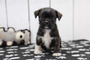 Bosapso puppy