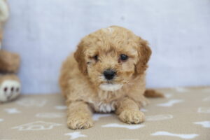Toy Goldendoodle puppy