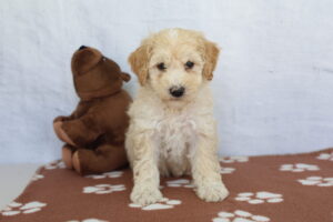 Miniature Poodle puppy