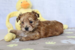 Morkie puppy