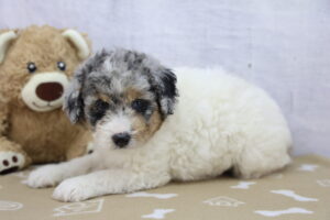Miniature Aussiedoodle puppy