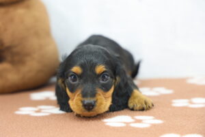 Miniature Dachshund puppy