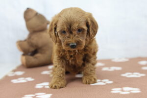 Miniature Goldendoodle puppy