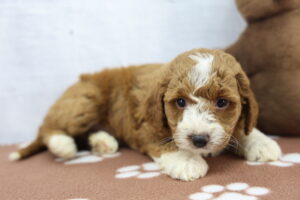 Miniature Goldendoodle puppy