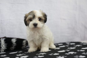 Havanese puppy