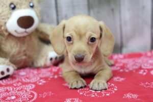 Miniature Dachshund puppy