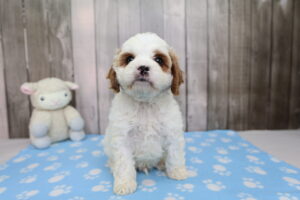 Cavapoo puppy