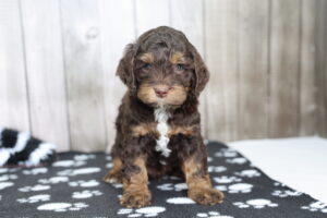 Cockapoo puppy