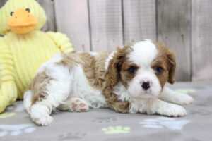 Cavalier King Charles Spaniel puppy