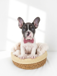 Happiness Is Pets French Bulldog puppy available