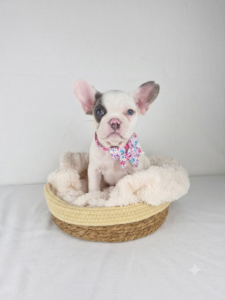 Happiness Is Pets French Bulldog puppy available