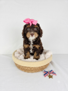 Happiness Is Pets Cockapoo puppy available
