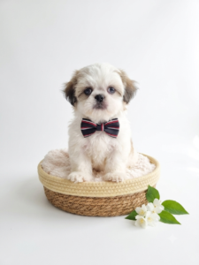 Shih Tzu puppy