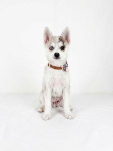 Happiness Is Pets Pomsky puppy available