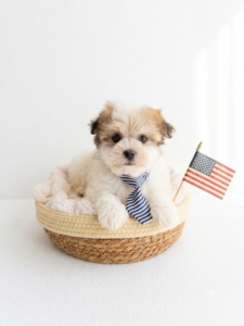 Happiness Is Pets Havanese puppy available