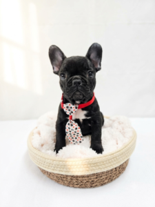 Happiness Is Pets French Bulldog puppy available