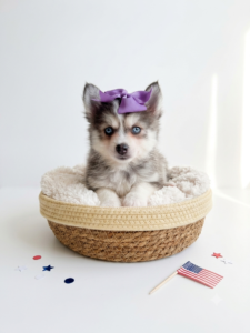 Happiness Is Pets Pomsky puppy available