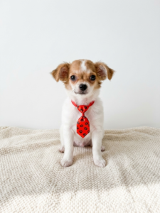 Happiness Is Pets Chihuahua puppy available