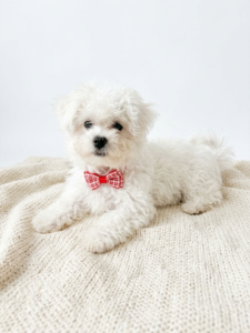 Happiness Is Pets Bichon Frise puppy available