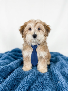 Happiness Is Pets Morkie puppy available