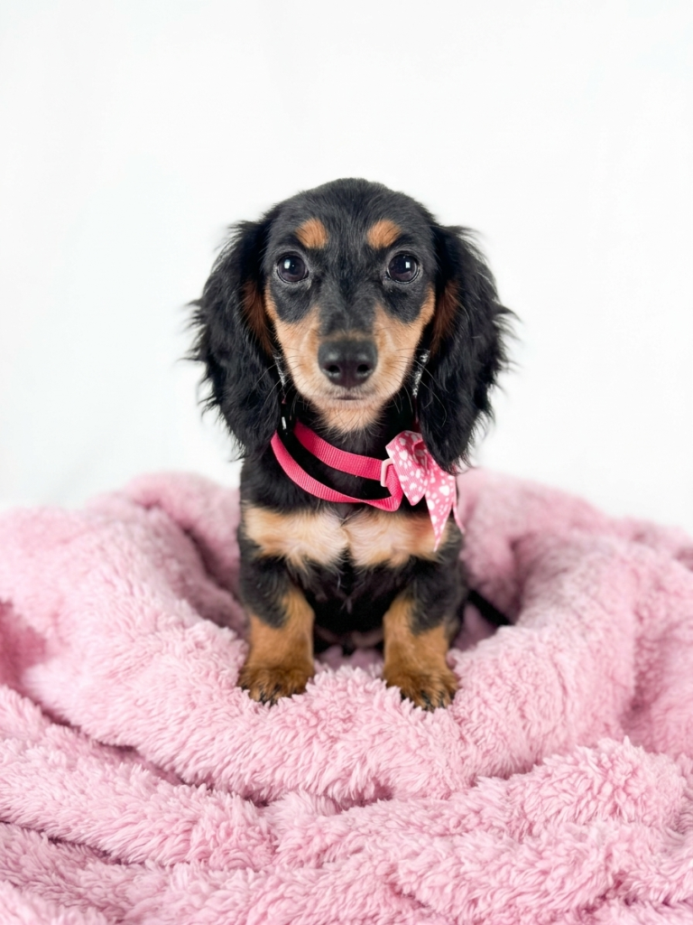 Miniature Dachshund