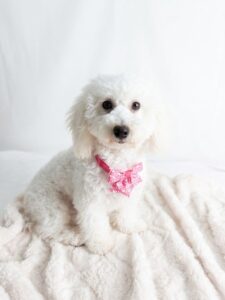 Happiness Is Pets Bichon Frise puppy available