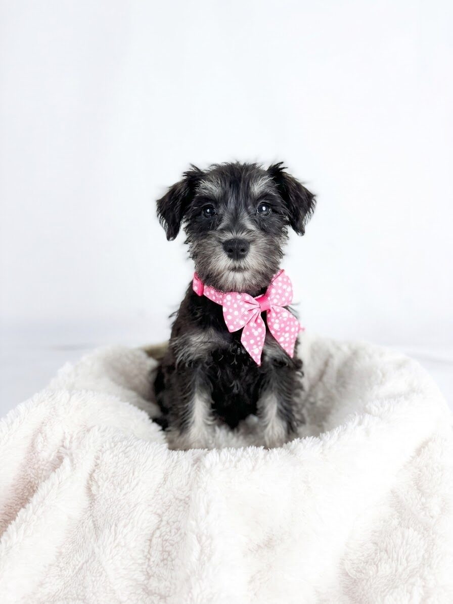 Miniature Schnauzer in Griffith, IN