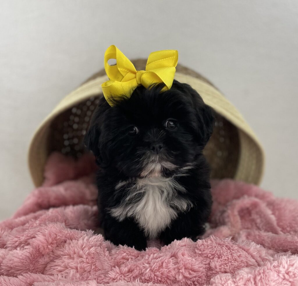 Pepper