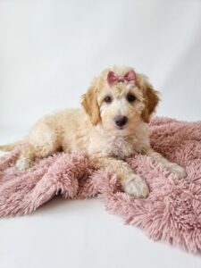Happiness Is Pets Miniature Poodle puppy available