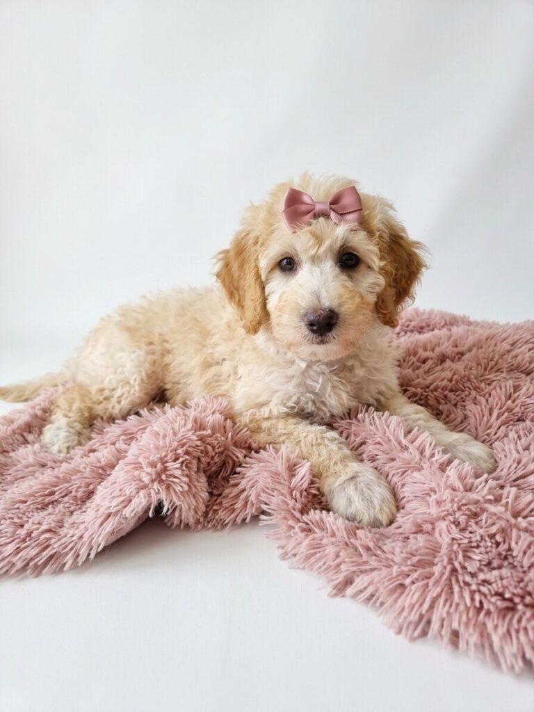 Miniature Poodle