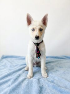 Happiness Is Pets Pomsky puppy available