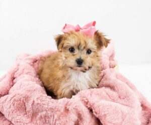 Happiness Is Pets Morkie puppy available